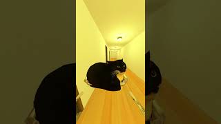 BALDI FOUND US IN THE HOTEL WITH MY CAT | GMOD SHORTS