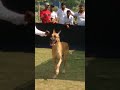 Dog show 2018- single entry Bhavan's college great Dane Dog show 2018- single entry Bhavan's college great Dane