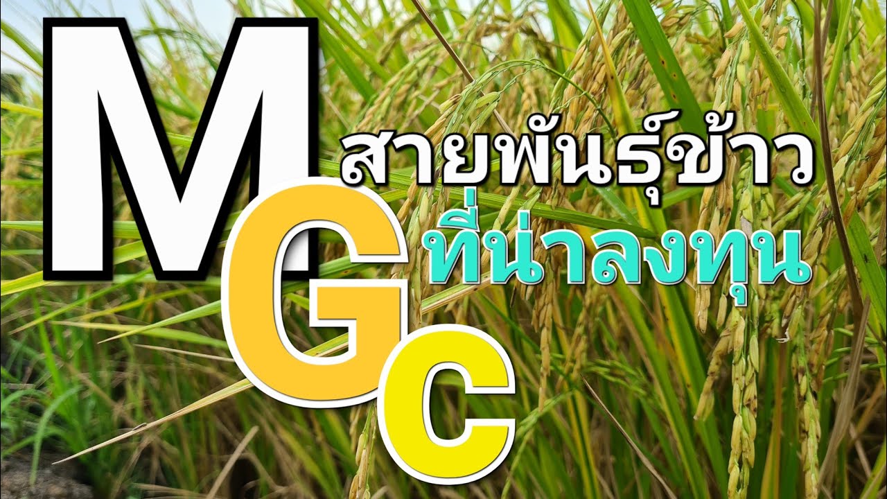 กลางปี   ทำนาหนนี้ลงพันธุ์อะไร  หลายๆท่านที่ถามกันมา