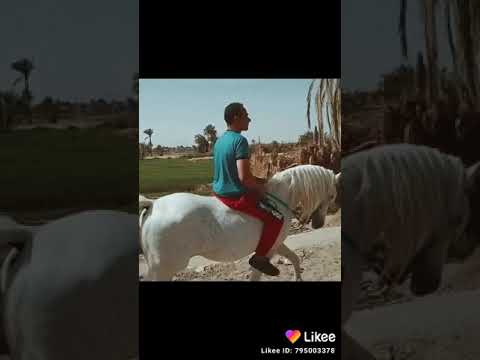 قرية الصبيحي الفيوم محمد عبدالتواب رمضان برعي الفيوم الحصان رماح