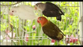 Lovebird's mating call and its effect on the male partner