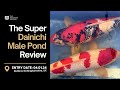 Stunning results of japanese koi growth revealed  the nishikigoi journal  ep026