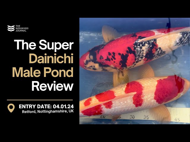 Stunning Results of Japanese Koi Growth Revealed! | The Nishikigoi Journal | EP#026 class=