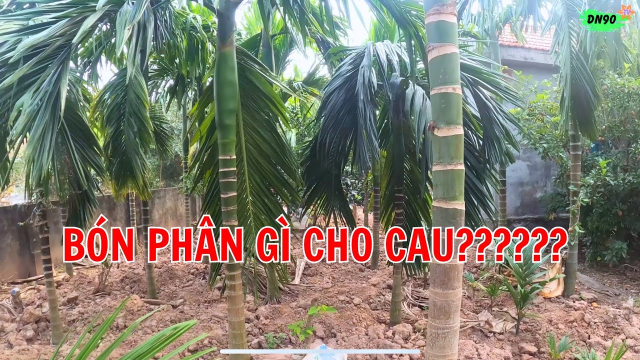 LỰA CHỌN PHÂN BÓN PHÙ HỢP CHO CÂY CAU | DN90 TV.
