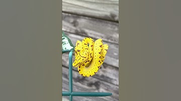 Juvenile Green Tree Python Biak Locality | Baby Green Python | Morelia azurea