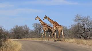 Giraffe Crossing!