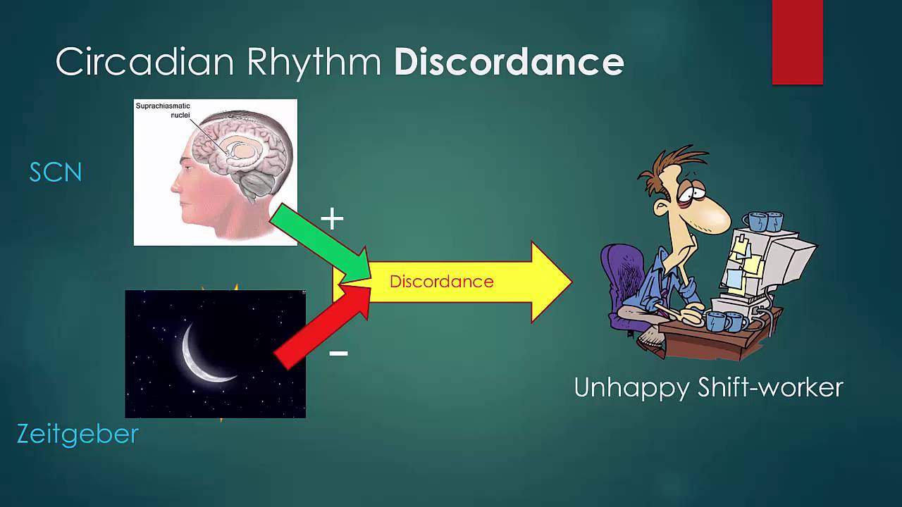 Circadian Rhythms and Shift Work YouTube