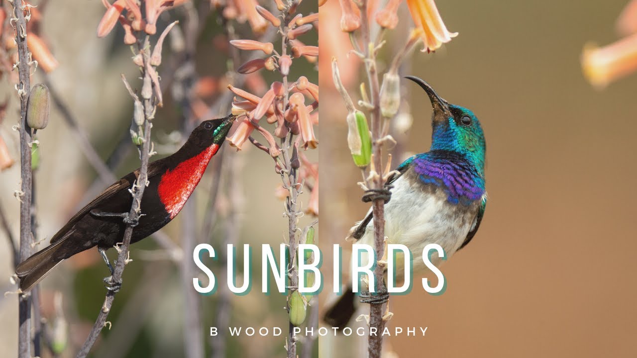 Sunbirds of Kruger National Park 🌞🐦