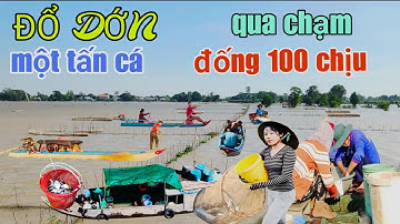 BẤT NGỜ"mùa gió bắt bảo lớn số 14 dân CAMPODIA săn bắt đống thế 100 chịu đổ dớn một tấn cá