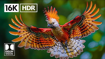 INSANE 16K Video | Dolby Vision 16K HDR 60 FPS (4K / 8K Video TV Test)