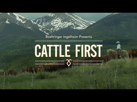 Cattle First Documentary