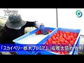 「スカイベリー栃木プレミアム」収穫大詰め 佐野