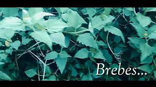 Cinematic Desa Ketanggungan, Brebes