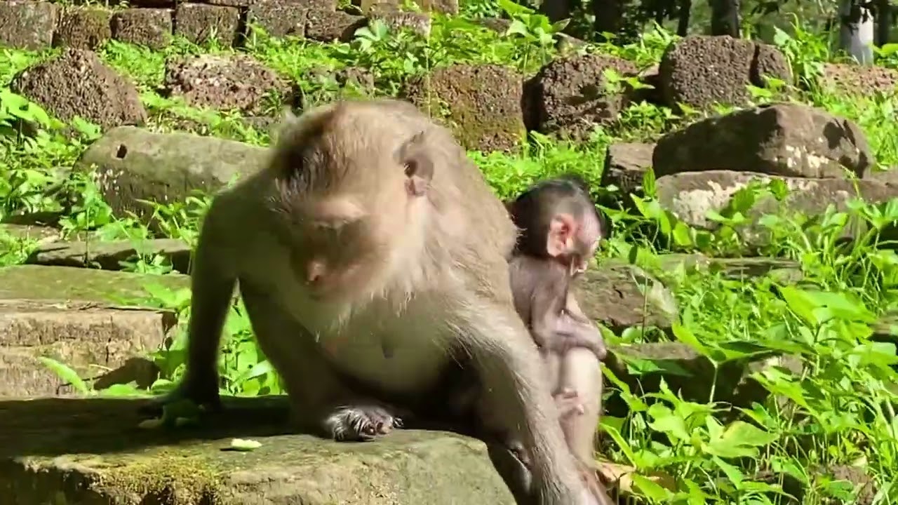 Lovely mom Ellen and cute baby Monkey Evelyn eating 
