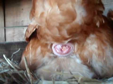 aussie chook laying egg - this one's a cracker!!