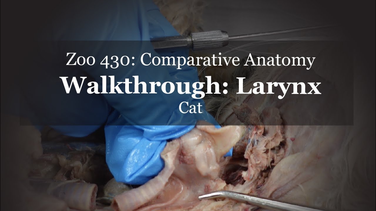 Walkthrough: Cat Larynx