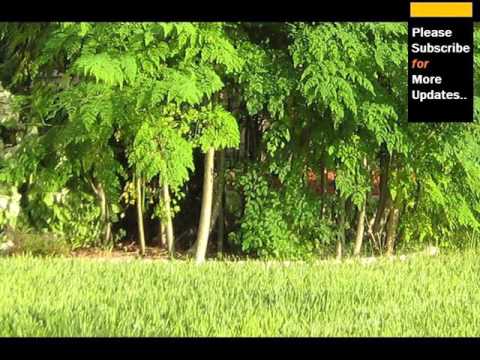 moringa,moringa oleifera,moringa beneficios,cha de moringa,moringa planta,moringa oleifera beneficios,beneficios da moringa,moringa para que serve,arvore da vida,folhas de moringa,moringa oleifera arvore,moringa planta medicinal,o que é moringa