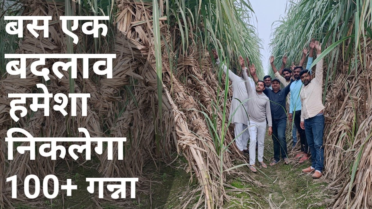हर साल 100+ गन्ना क्यू नही निकलता। Sugarcane farming india Manoj Rajput ...