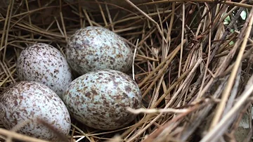 ¿Cuánto tiempo se quedan los cardenales en el nido?