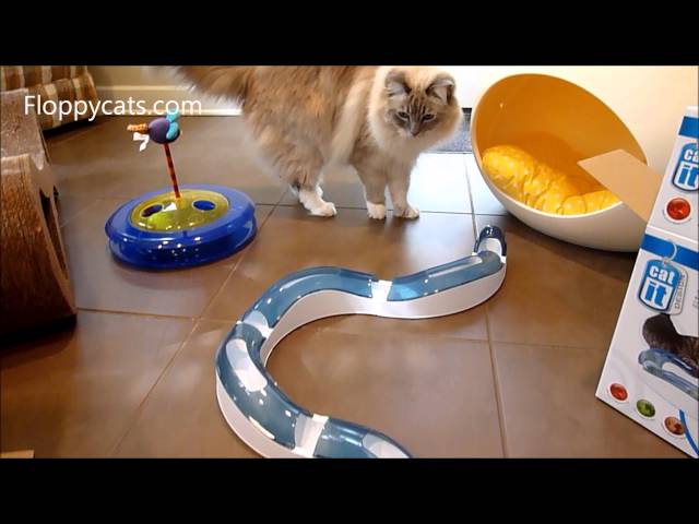 Ragdoll Cats Receive Catit Senses