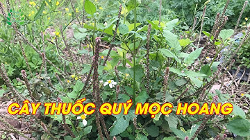 CÂY CỎ XƯỚC - Công Dụng Bất Ngờ Từ Cây Mọc Dại Ven Đường