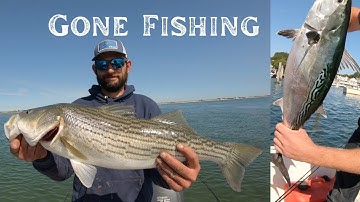 Wild False Albacore Fishing! - and Stripers Too! Marthas Vineyard