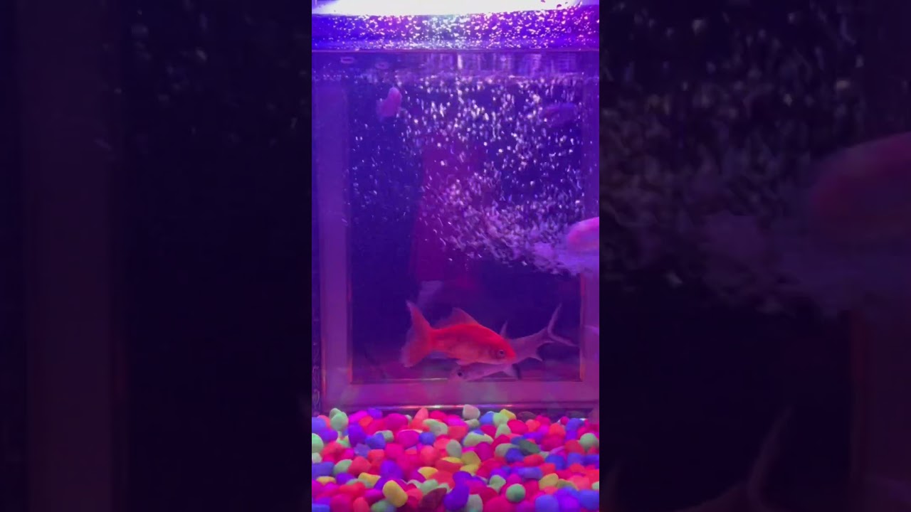 Wait to get shocked 😳 