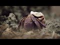 Chumbe Island: Reef, Claws and Carapaces | Private Island Ecotourism in Zanzibar, Tanzania