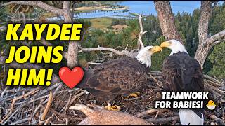 Perfect Timing! Kaydee Joins Shadow at 19:09 to Set the Nest for Babies 🐣