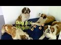 DOG VLOG -  ДОГ ВЛОГ Собаки и люди :)