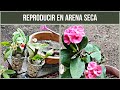 Corona de cristo  Reproducion en arena SECA #jardinfeliz #coronasdecristo