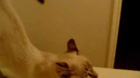 Watch the video about Silly Siamese Kitten talking to me
