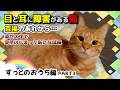 【神戸保護猫】目と耳に障害がある猫 百福のあれから…《ずっとのおうち編PART3》
