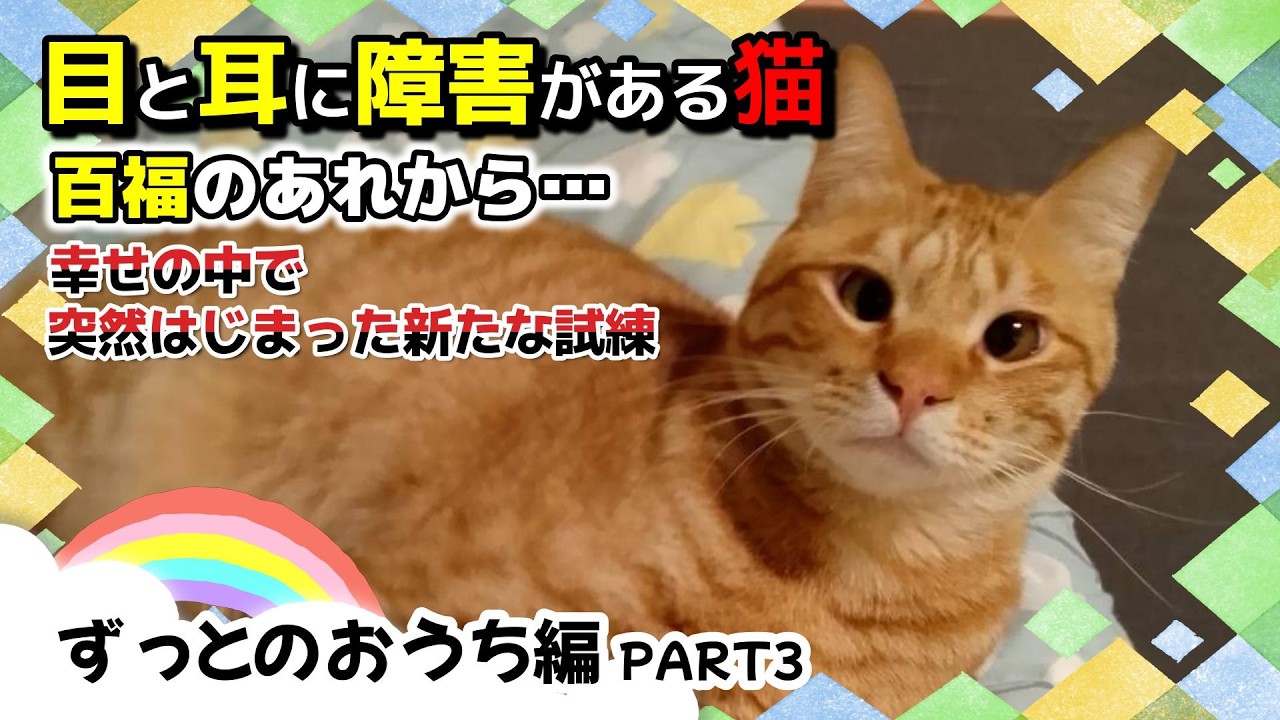 【神戸保護猫】目と耳に障害がある猫  百福のあれから…《ずっとのおうち編PART3》
