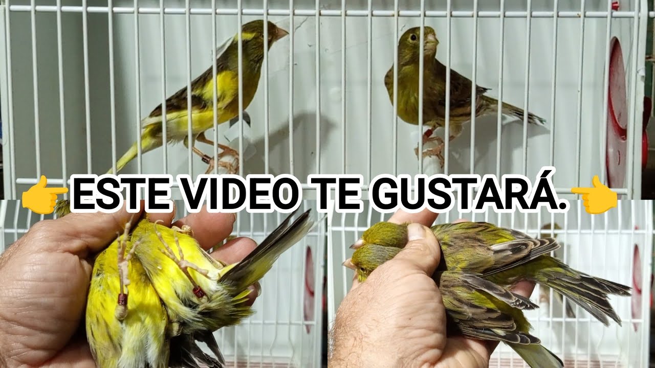 👉👉PASO EL♂️A LA SIGUIENTE♀️Y...👈👈