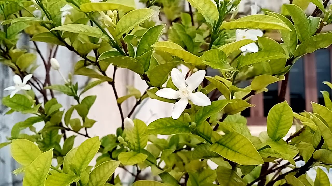 LAO FLOWER, ດອກແກ້ວ, Dok geo.