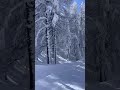 Discesa a Madesimo #snowboard