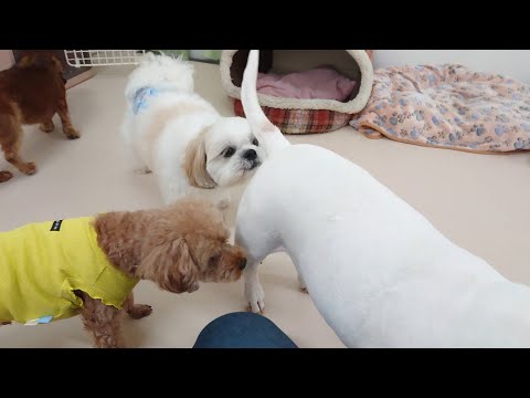 ミニチュアブルテリアのお尻に集まる 🐶ひみつきちなう!①🐶  2023年8月4日