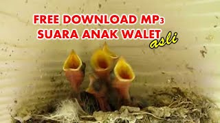 Suara Anak Walet Asli (Download MP3 Gratis)