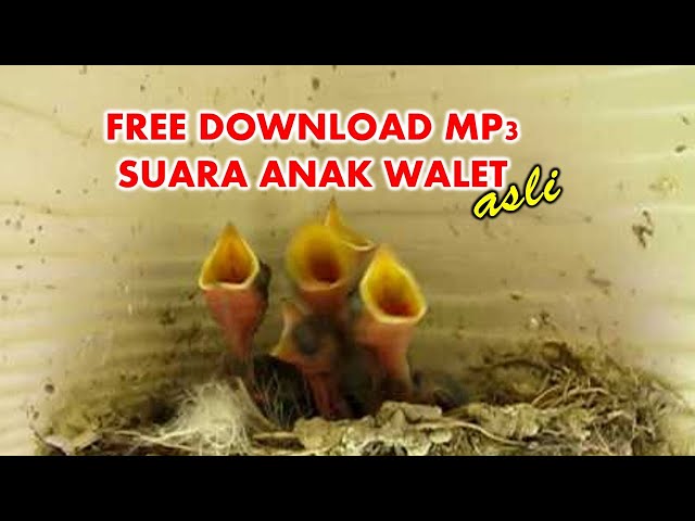 Suara Anak Walet Asli (Download MP3 Gratis) class=