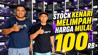 Download lagu Review KENARI MURAH‼️Dari LOKAL sampai RASMIxSF harga MULAI 100rb....