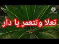تعلا وتتعمر يا دار الصقر هشام خضور