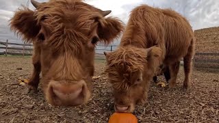 New Emmett farm opens to public with corn maze, pumpkin patch and fall activities