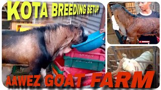 AAWEZ GOAT FARM SOLAPUR | KOTA BREEDING SETUP IN SOLAPUR | KOTA BAKRE SPECIALIST by Riyaz Korbu 933 views 6 months ago 11 minutes, 20 seconds