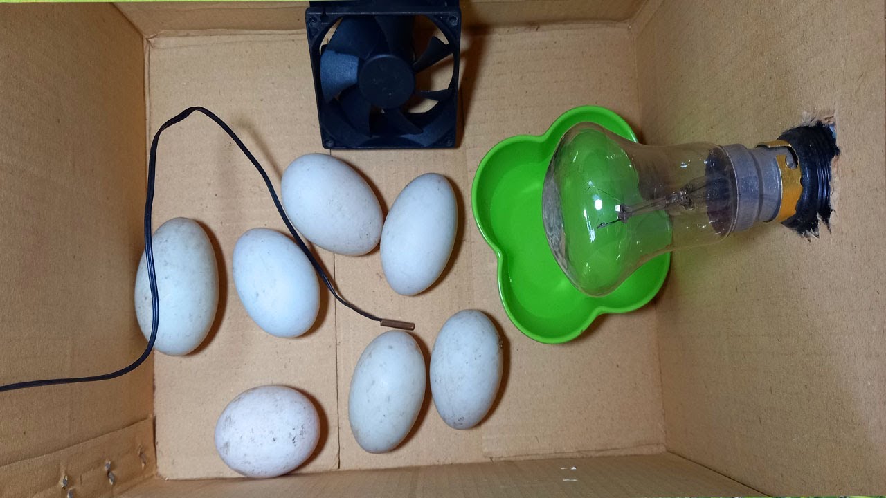 How To Make Duck Egg Incubator at Home Cardboard Box Egg Incubator