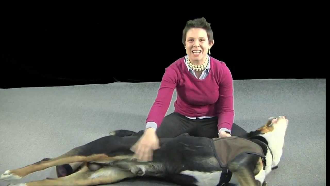 QUESTION: How Can Animal Assisted Therapy Help My Child Who Finds Counseling Very Stressful?