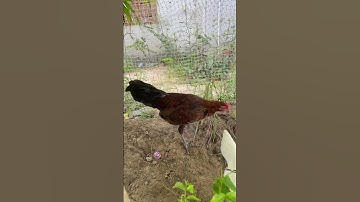 ไก่ต่อสีประดู่#ไก่ต่อ #ไก่แจ้ #ไก่ลูกผสม #ไก่ป่าลูกผสม #วิถีชาวบ้าน #ร้อยเอ็ด #โพนทอง