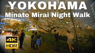 【4K HDR】Cherry blossoms in full bloom at night! Night Stroll in Minato Mirai Cherry Blossom Spots