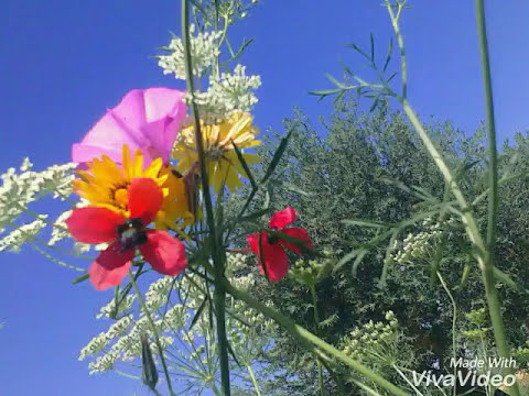 أحلى أغاني التراث الطلح و الزلوزة 