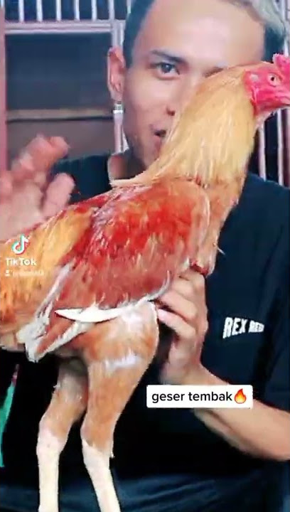 si pirang #ayambangkok #ayambirma #ayam #birma